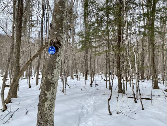 Blue blazes of the Clements Pond Trail