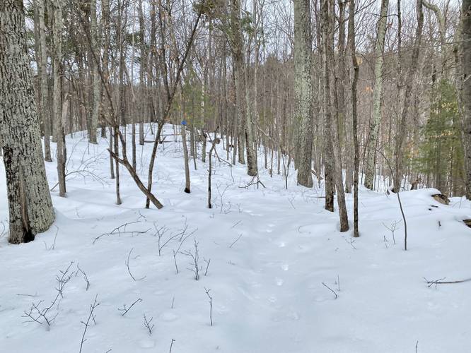 Breaking trail up to Clements Pond