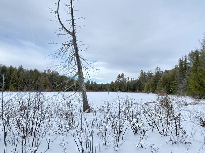 View of Clements Pond