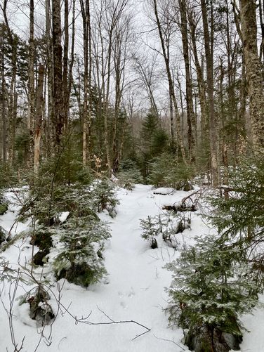 Snowy Cobble Hill Trail