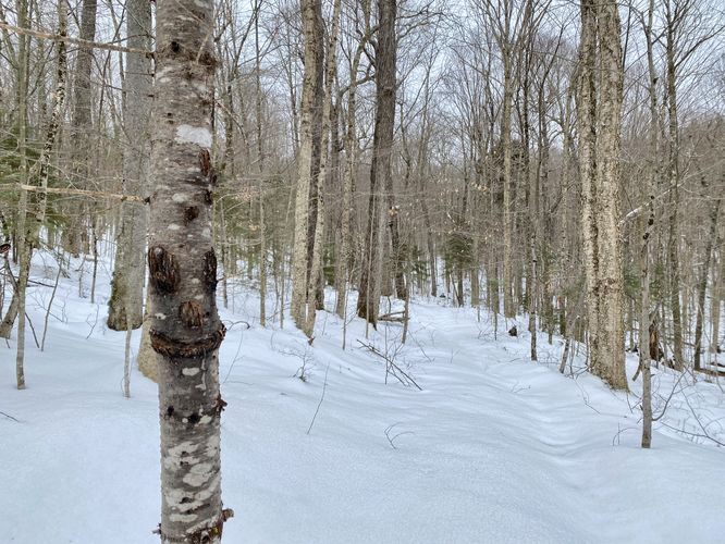 "Face" in the tree