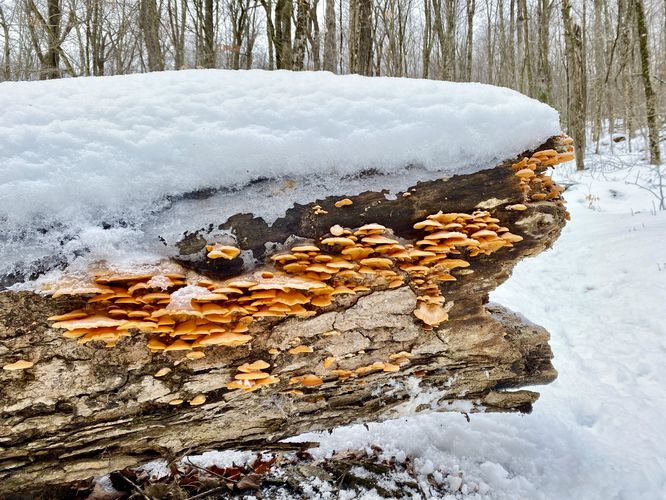 Orange mushrooms