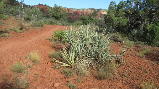 A group of yucca growing beside the trail
