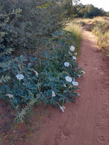 Morning blooms along the trail