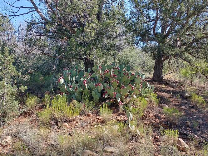 Huge Prickly Pear Cactus beside the trail