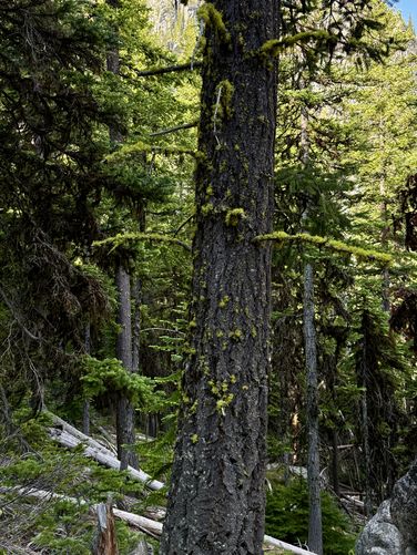 Vibrant-green moss growing on a tree with dark bark