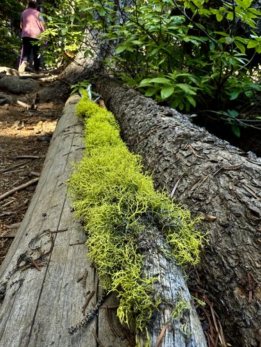 Vibrant-green moss growing on a fallen tree