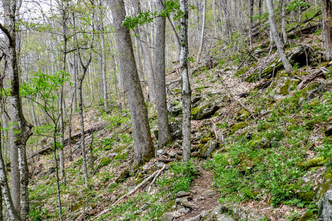 Picture 13 of Cold Mountain Hike 050618