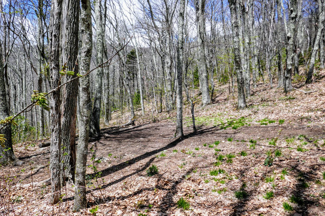 Picture 17 of Cold Mountain Hike 050618