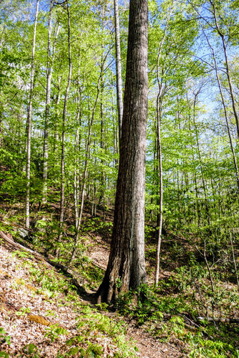 Picture 42 of Cold Mountain Hike 050618