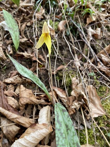 Trout lily wildflower