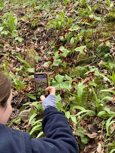 Photographing red trillium