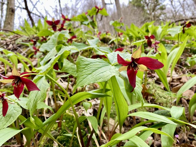 Red trillium wildflowers