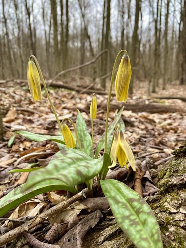 Trout lily wildflower