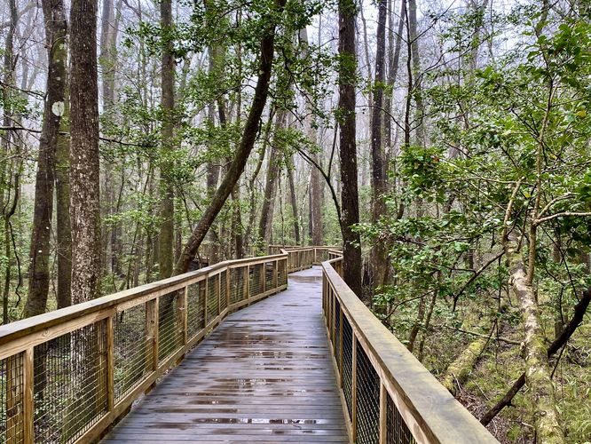 Boardwalk Loop cuts through the forest of Congaree National Park