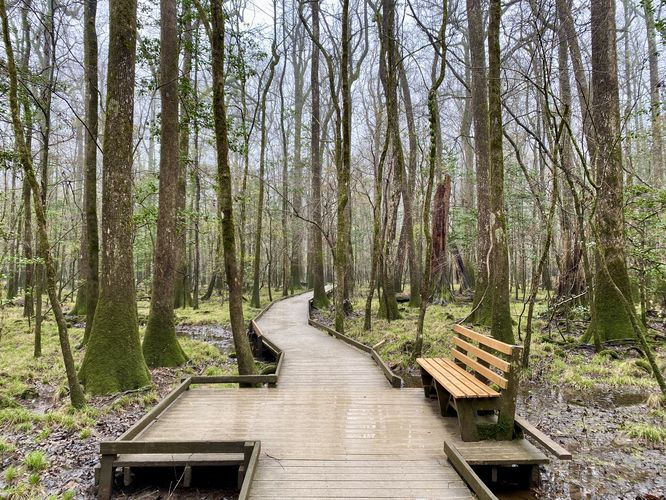 Boardwalk Loop passes through Water Tupelo forest
