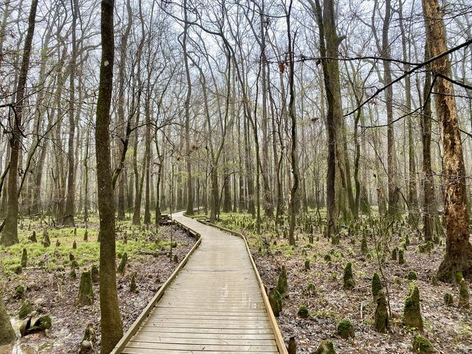 Boardwalk passes through forest of Bald Cypress "knees" or roots that jut out of the ground