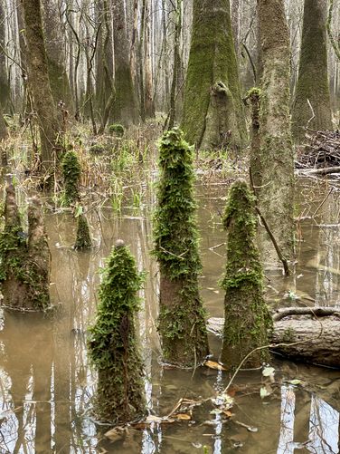 "Knees" (roots) of Bald Cypress trees jut out of the swamp