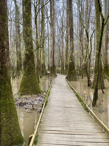 Boardwalk Loop passes through Water Tupelo Forest in a swampy area