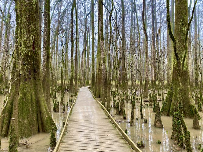  Water Tupelo & Bald Cypress forest with cypress "knees" roots