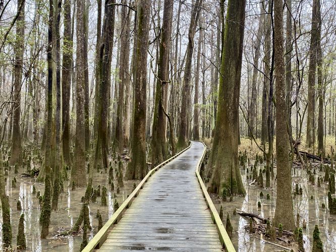 Beautiful Water Tupelo forest along the Baordwalk Loop