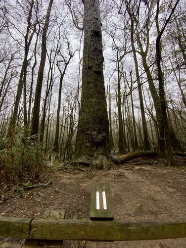Loblolly Pine tree (over 150 feet tall)