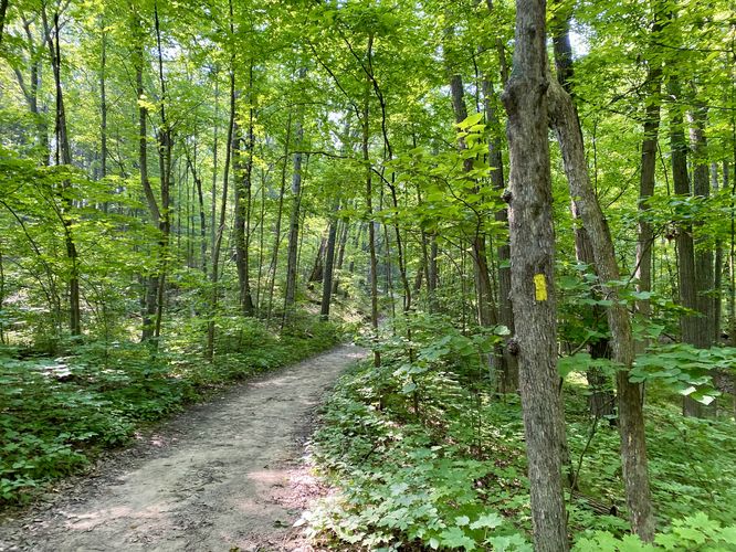 Yellow blazes of the trail
