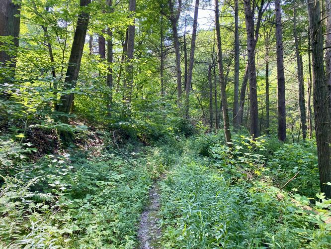 Spur trail, a bit overgrown and very very buggy in July