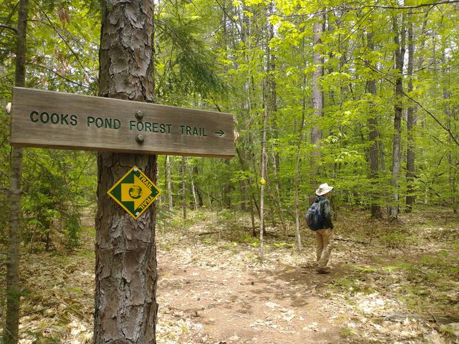 Cooks Pond Forest Trail - Cooks Pond Forest Trail album