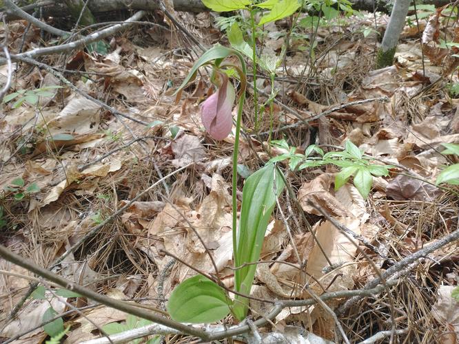 Lady Slipper alongside the trail
