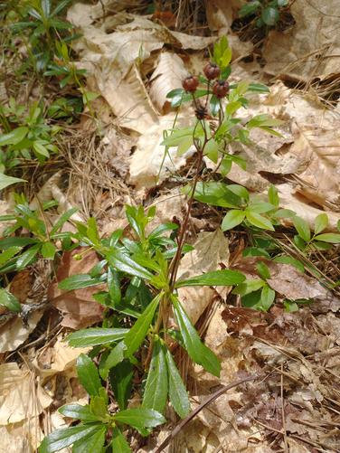 Pipsissewa with seeds to spread