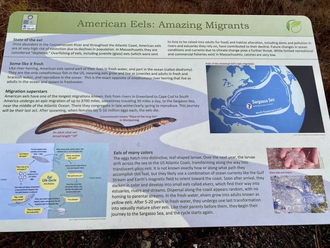 American eel migration info