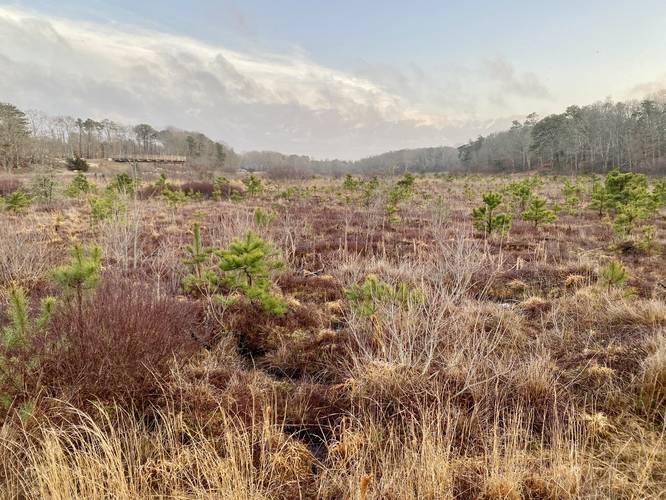 Scrubland with pine trees surround the swamplands near Swift's Crossing