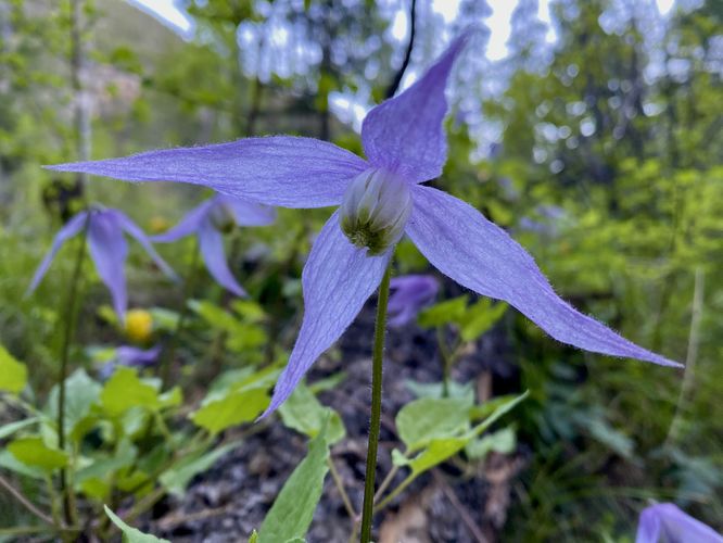Clematis Alpina wildflowers