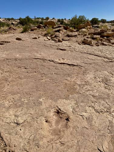 Theropod trackway (footprints) -- likely an Allosaurus