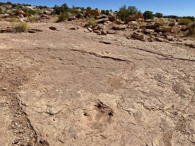 Theropod trackway (footprints) -- likely an Allosaurus
