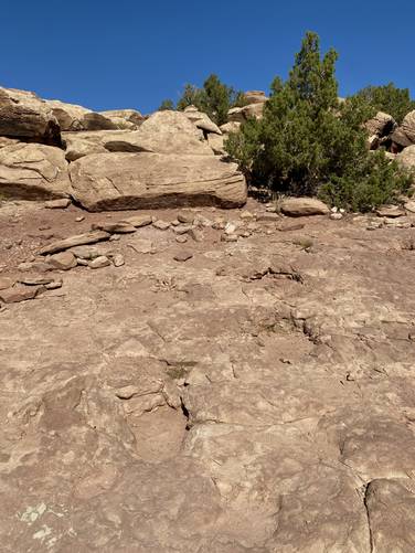 Sauropod tracksite (wide circular footprints)