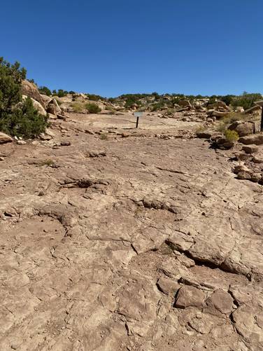 Sauropod tracksite (wide circular footprints)
