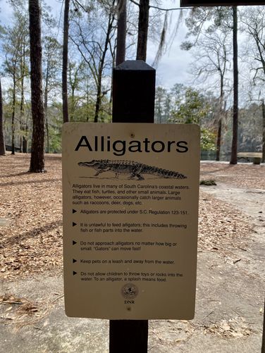 Beware of alligators
