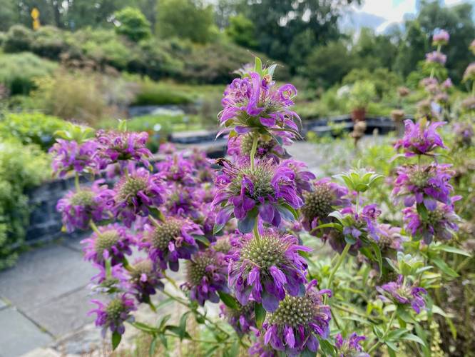 Picture 24 of Cornell Botanic Gardens Loop