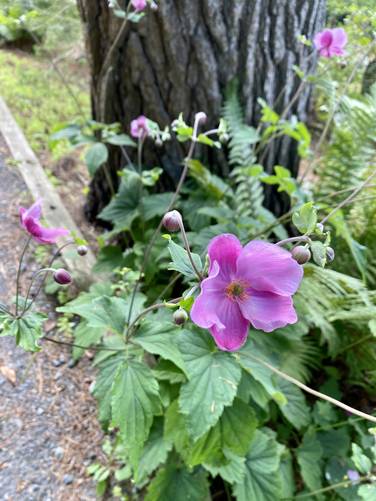 Picture 17 of Cornell Botanic Gardens Loop