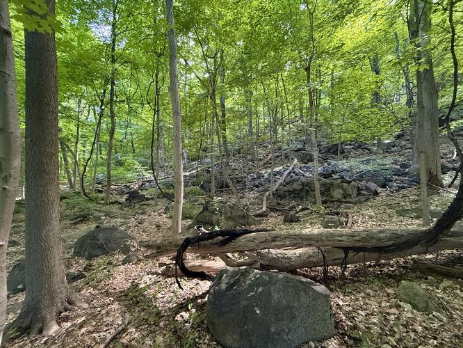 Long-lost Japanese garden