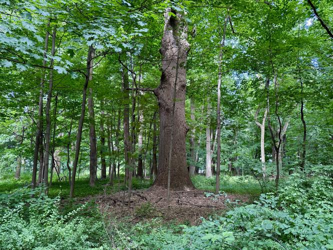 Old growth tree