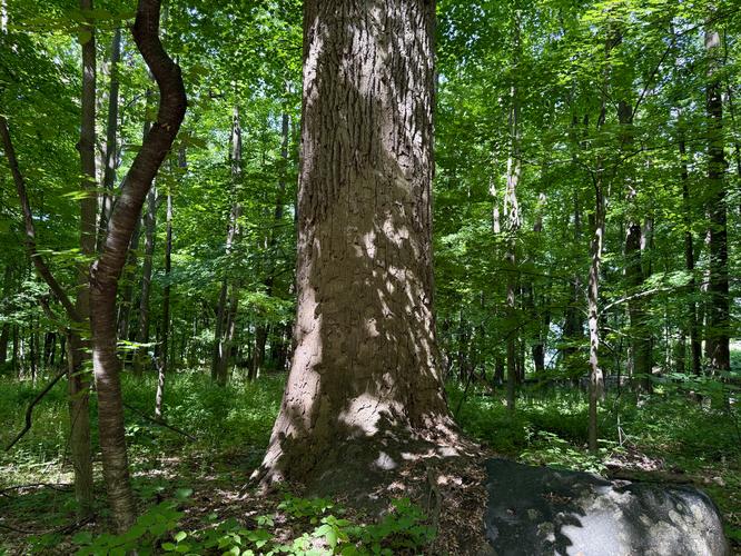Old-growth tree