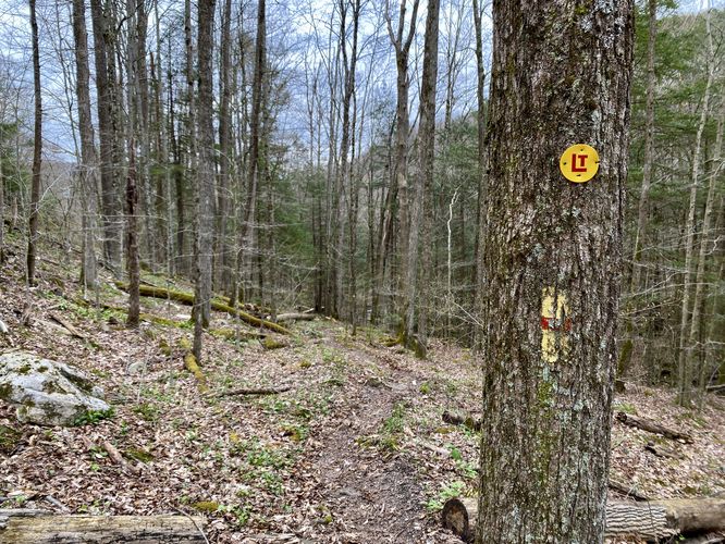 Yellow blazes of the Loyalsock Trail