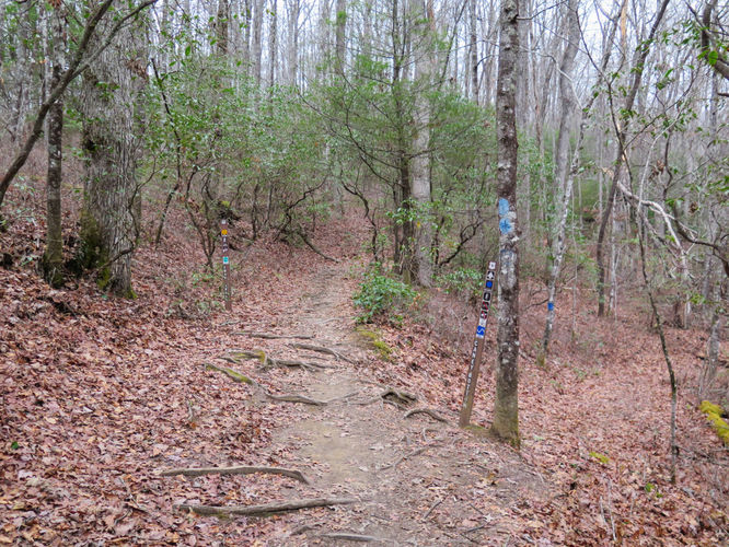 Picture 10 of Cove Creek Falls Hike 011617