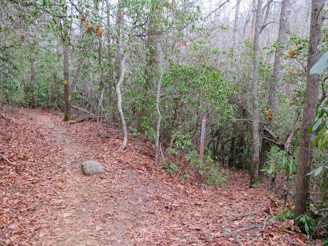 Picture 11 of Cove Creek Falls Hike 011617