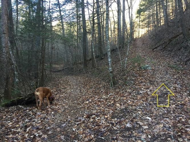 Picture 3 of Cove Mountain Hike 012517