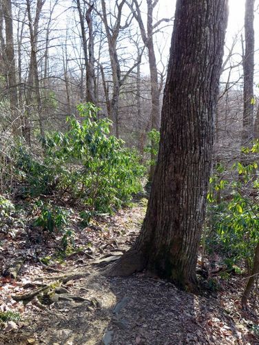 Picture 8 of Crabtree Falls Hike 031616