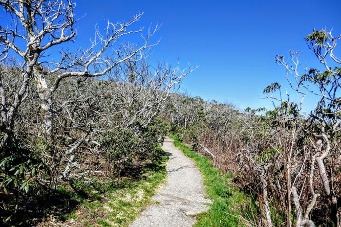 Picture 8 of Craggy Pinnacle Hike 042719